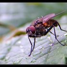 Showery Fly