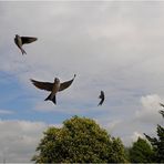 Showflug meiner Nachbarn