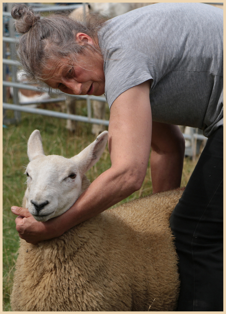 showing a sheep at powburn