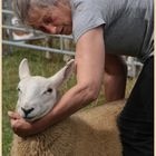 showing a sheep at powburn