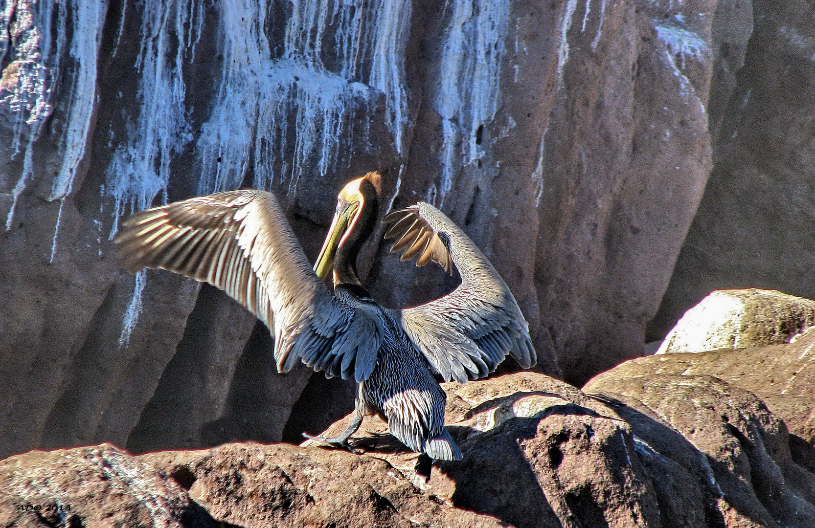 Showing off his Wings