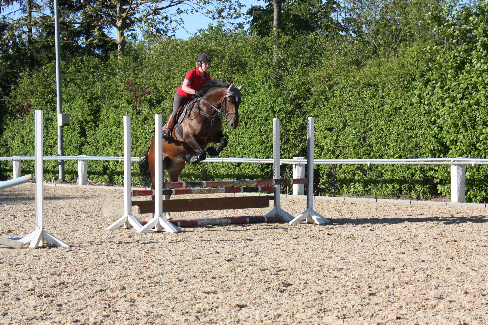 Showjumping