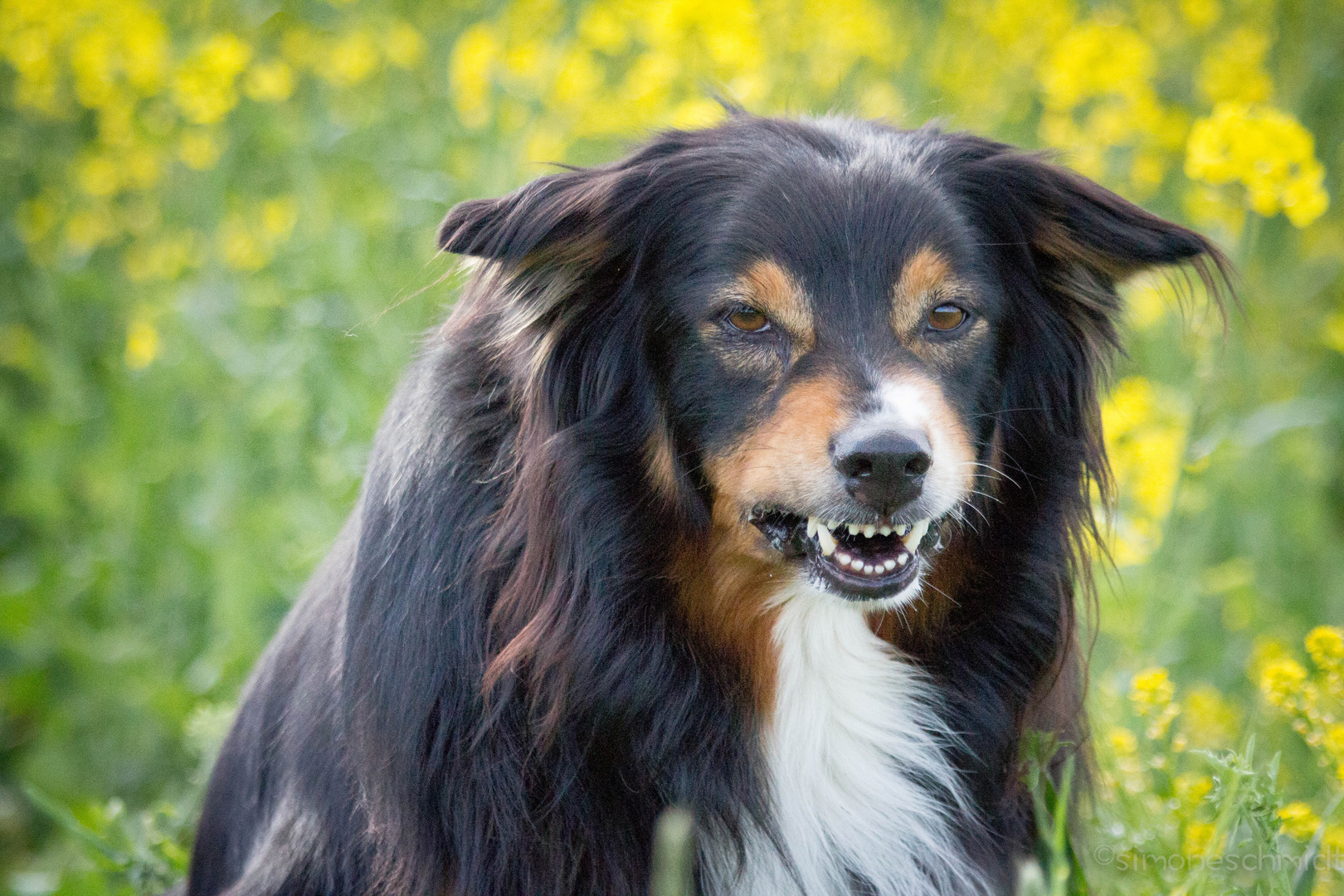 Show.me.your.teeth.