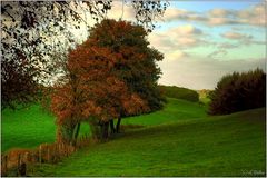 " Shows us a tree and some grass is still green "