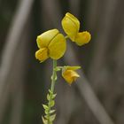 Showy Crotalaria, auch Showy rattlebox (Crotalaria spectabilis)