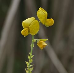 Showy Crotalaria, auch Showy rattlebox (Crotalaria spectabilis)