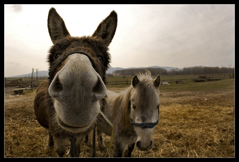 Showy donkey and friend