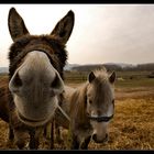 Showy donkey and friend