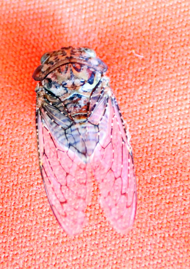 Shrill Thorntree, Cicada Brevisiana brevis
