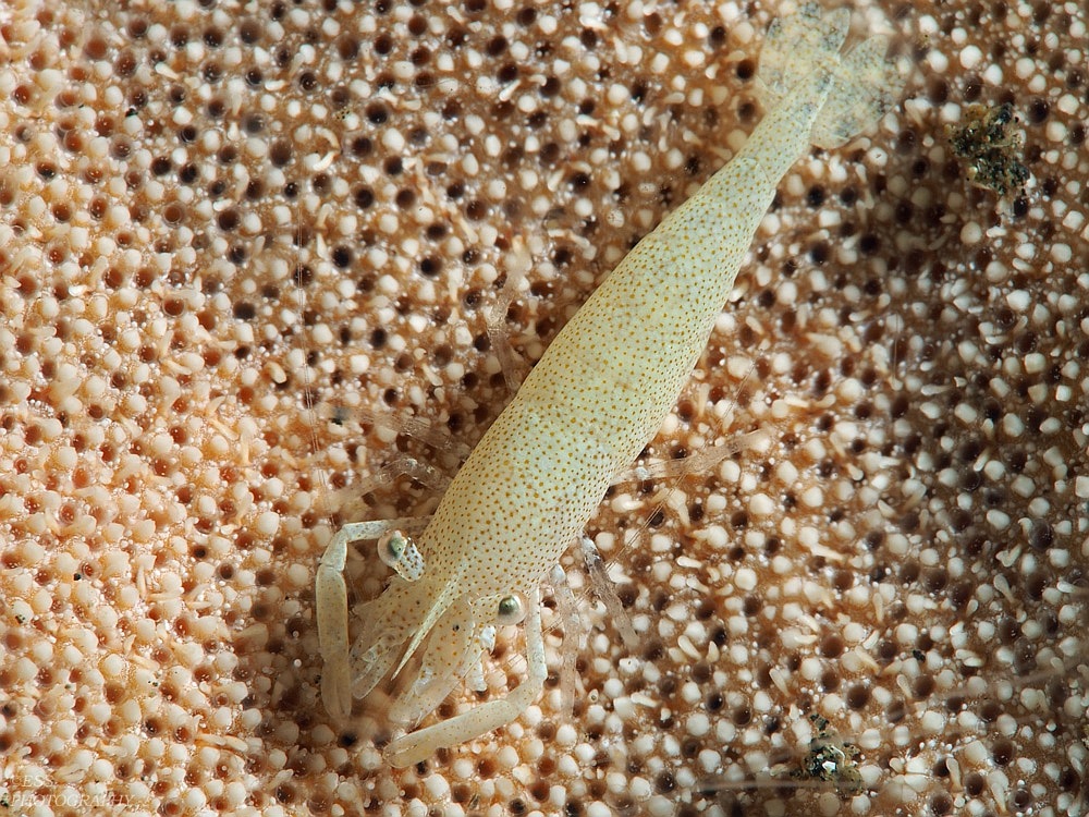 Shrimp on starfish