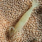 Shrimp on starfish