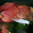 Shrimp Plant