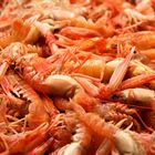 Shrimps