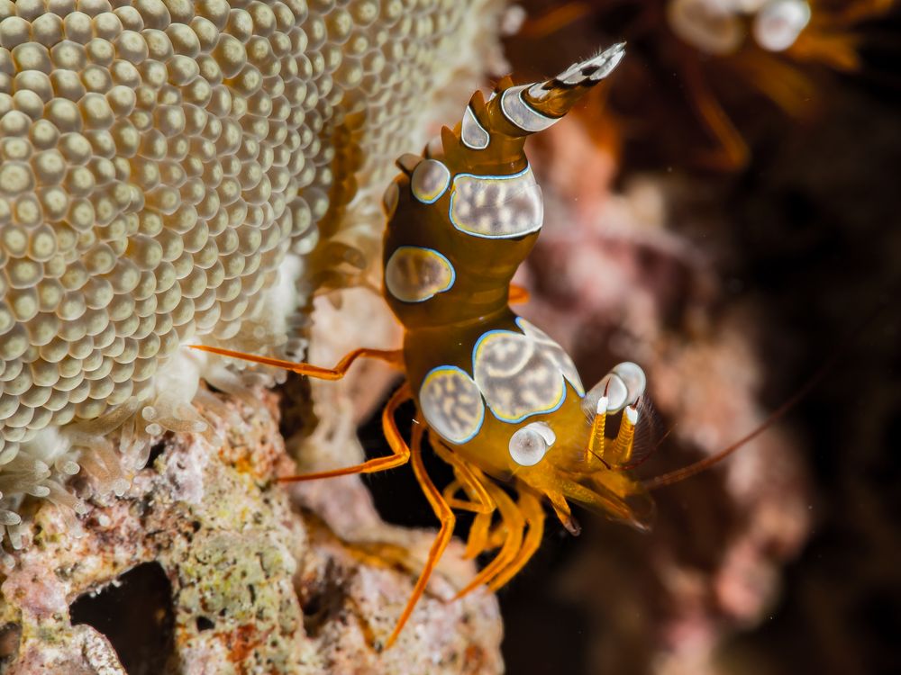 Shrimps and Crabs