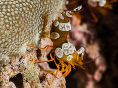 Shrimps and Crabs