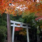 Shrine gate in fall