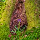 "Shrine to the Blue-bell"