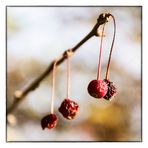 shriveled berries