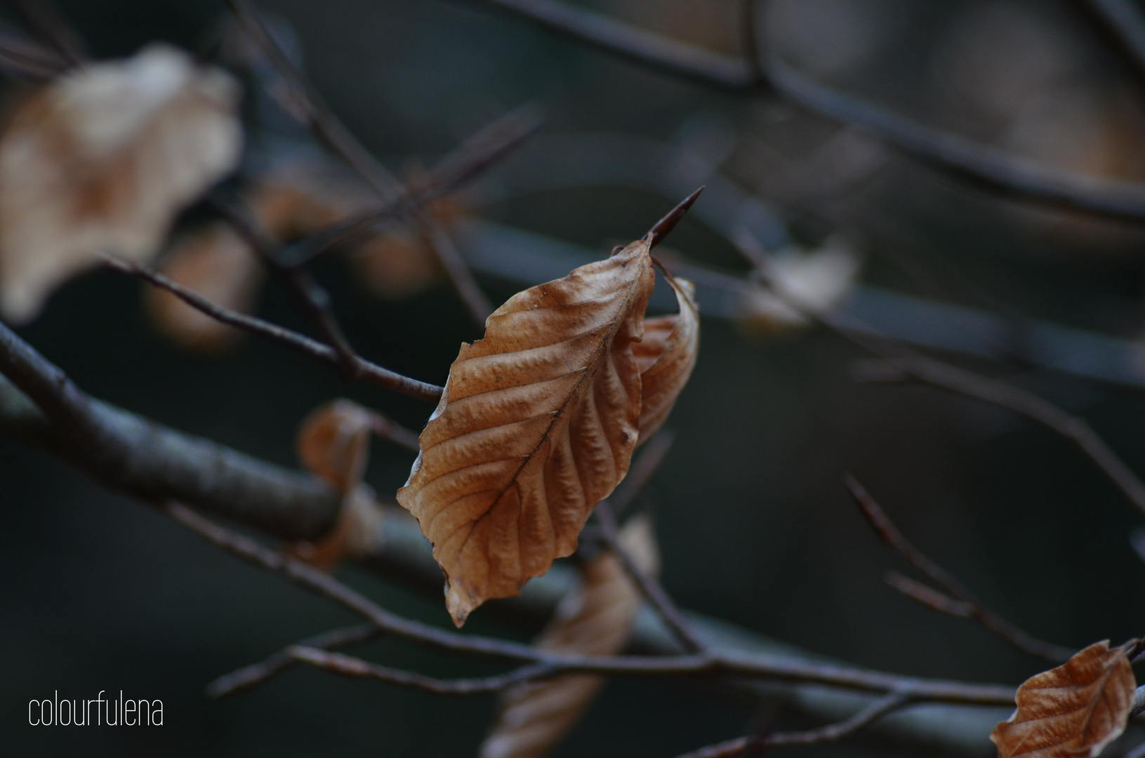 shriveled leaves