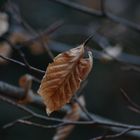 shriveled leaves