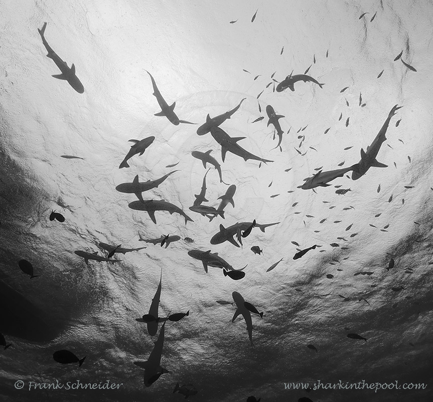 Shrks, Yap / Micronesia