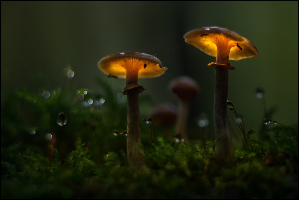 Shroomland 7