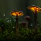 Shroomland 7