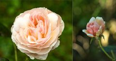 shropshire lad