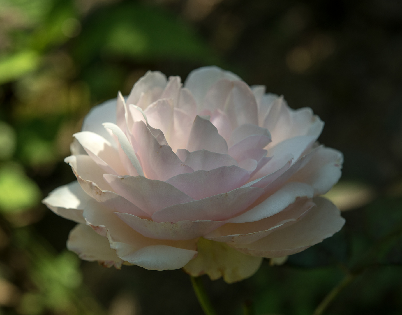 shropshire lad by david austin roses