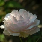 shropshire lad by david austin roses