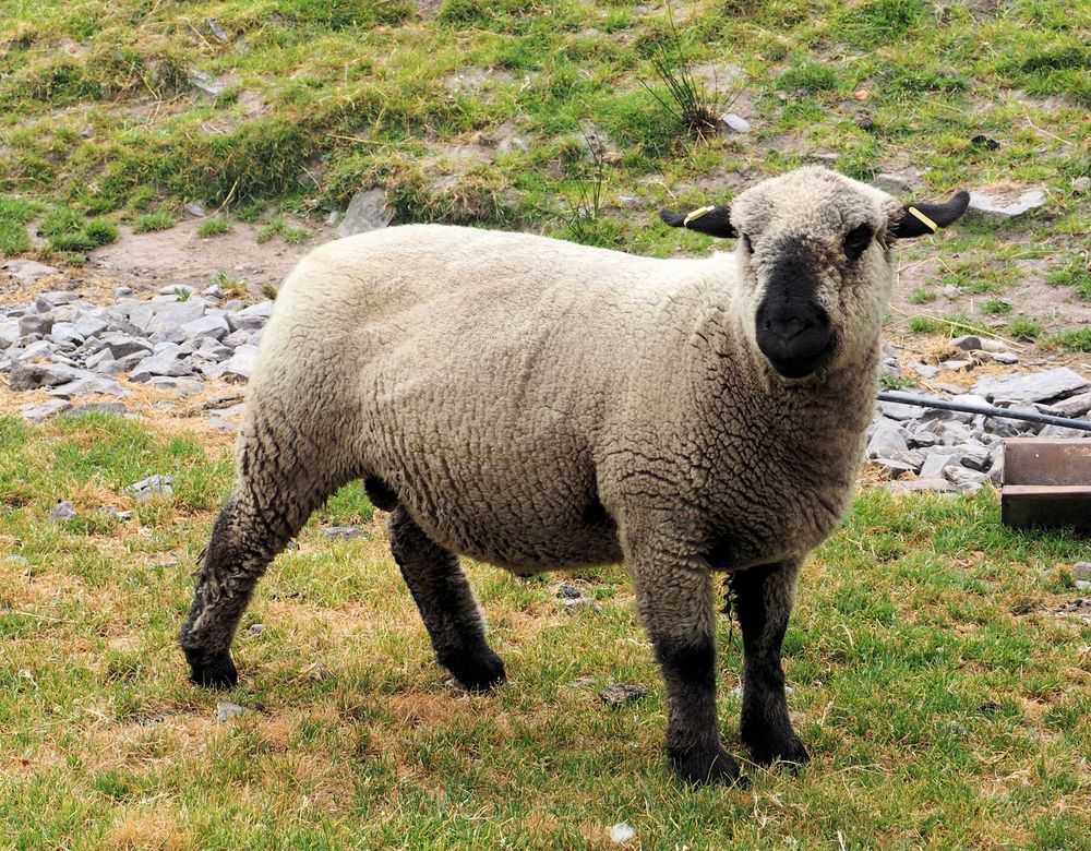 Shropshire Schaf Foto Bild schaf natur tiere Bilder Shropshire Schaf Foto Bild schaf natur tiere Bilder