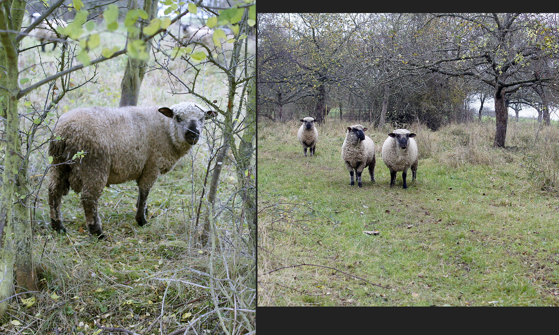 Shropshire-Schafe