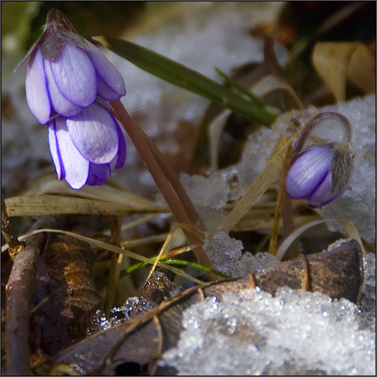 shroud of snow