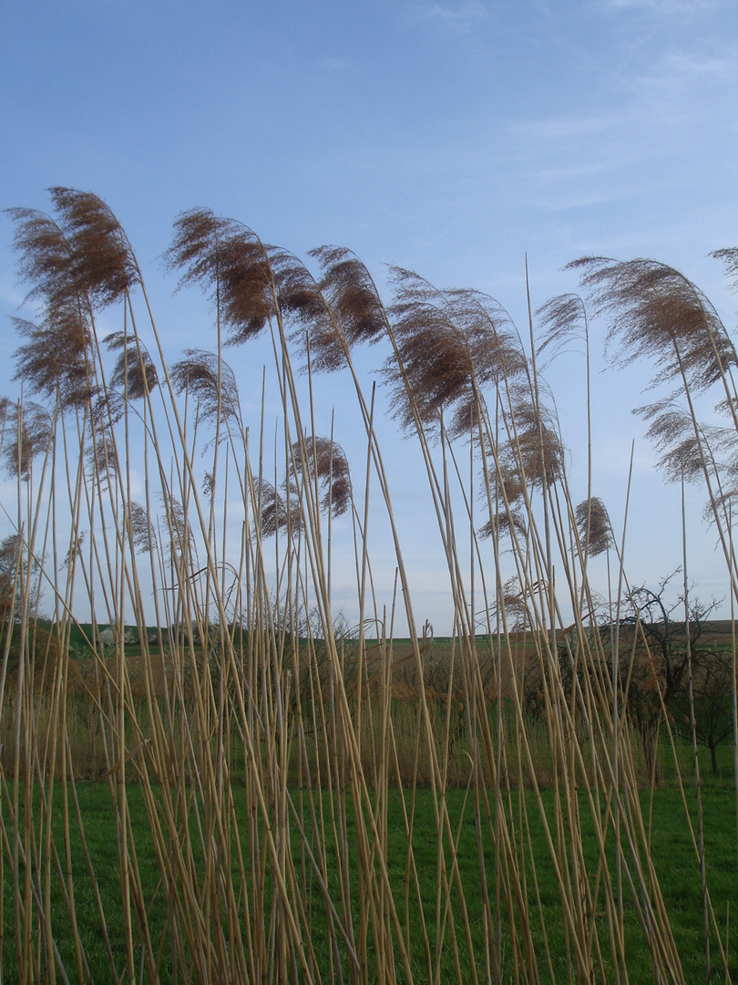 Shrubs in the wind