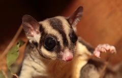 shugarglider