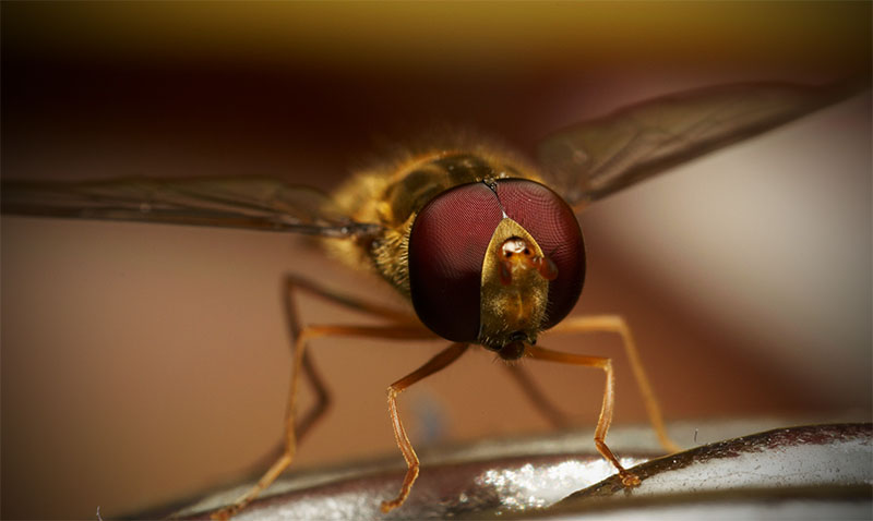 Shwebfliege auf Glas