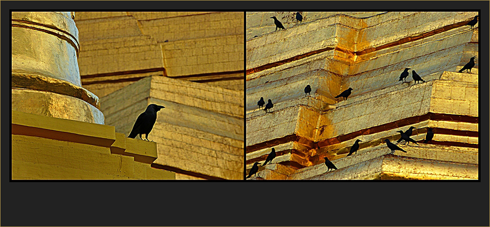 Shwedagon Birds