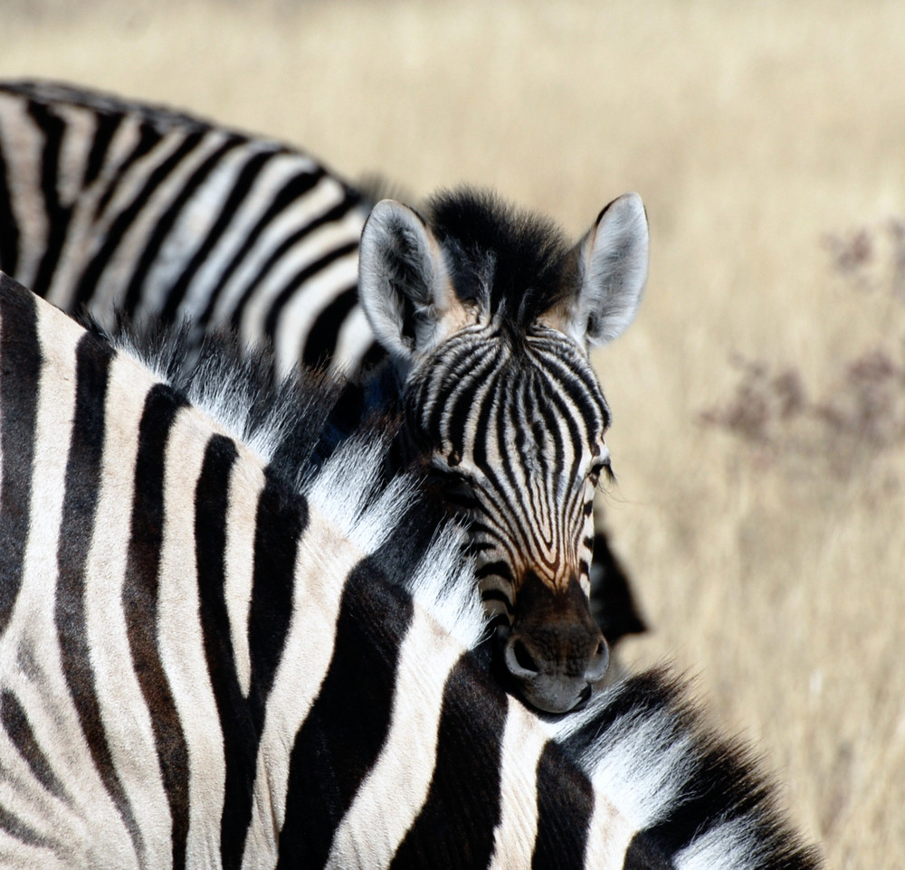 shy baby zebra
