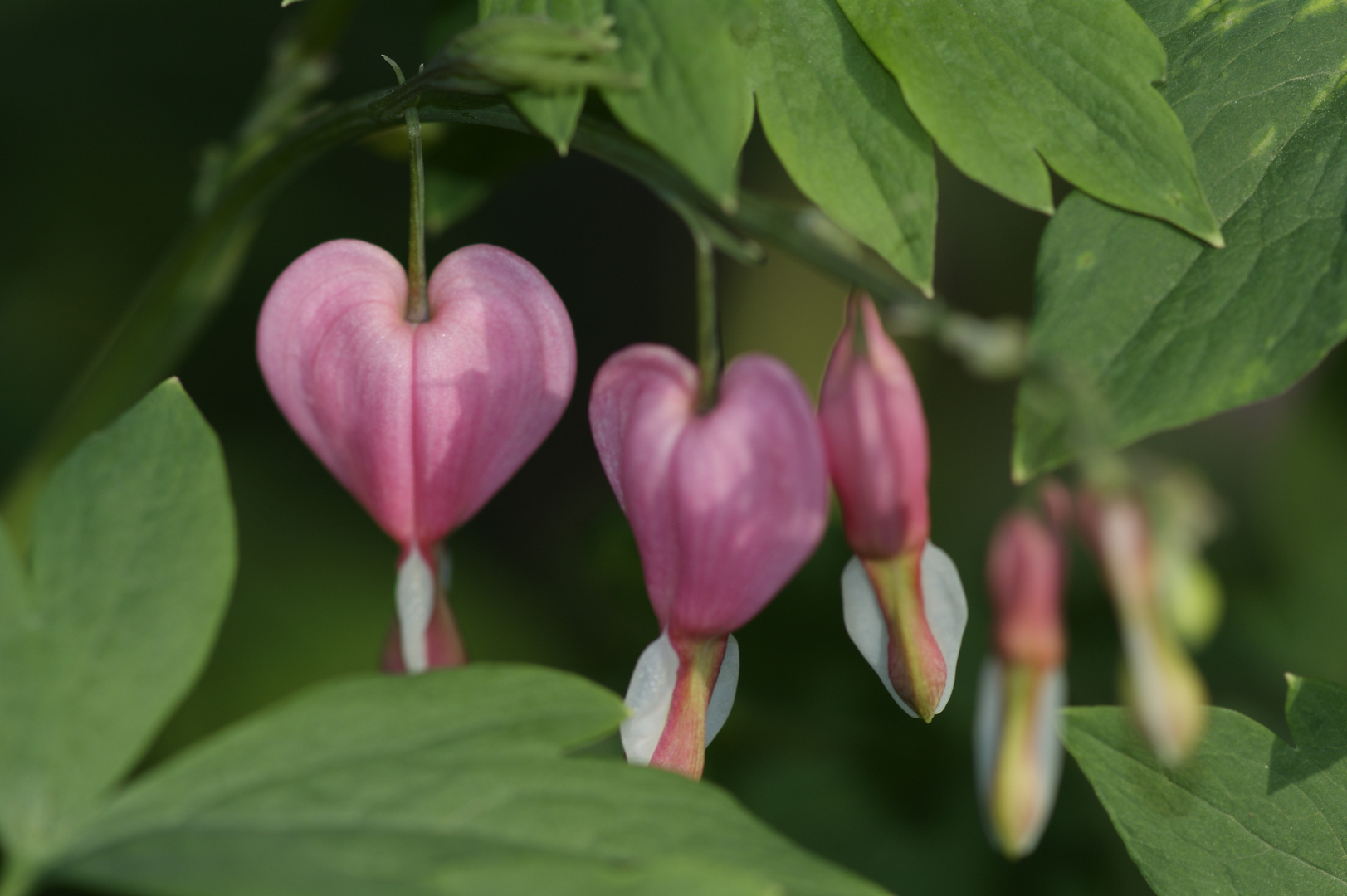 Shy Bleeding Hearts