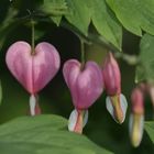 Shy Bleeding Hearts