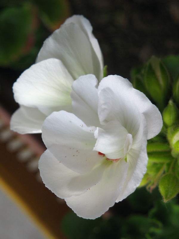 Shy Carnation in White / Geranio timido in bianco