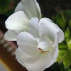Shy Carnation in White / Geranio timido in bianco