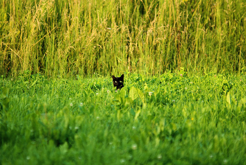 Shy cat....