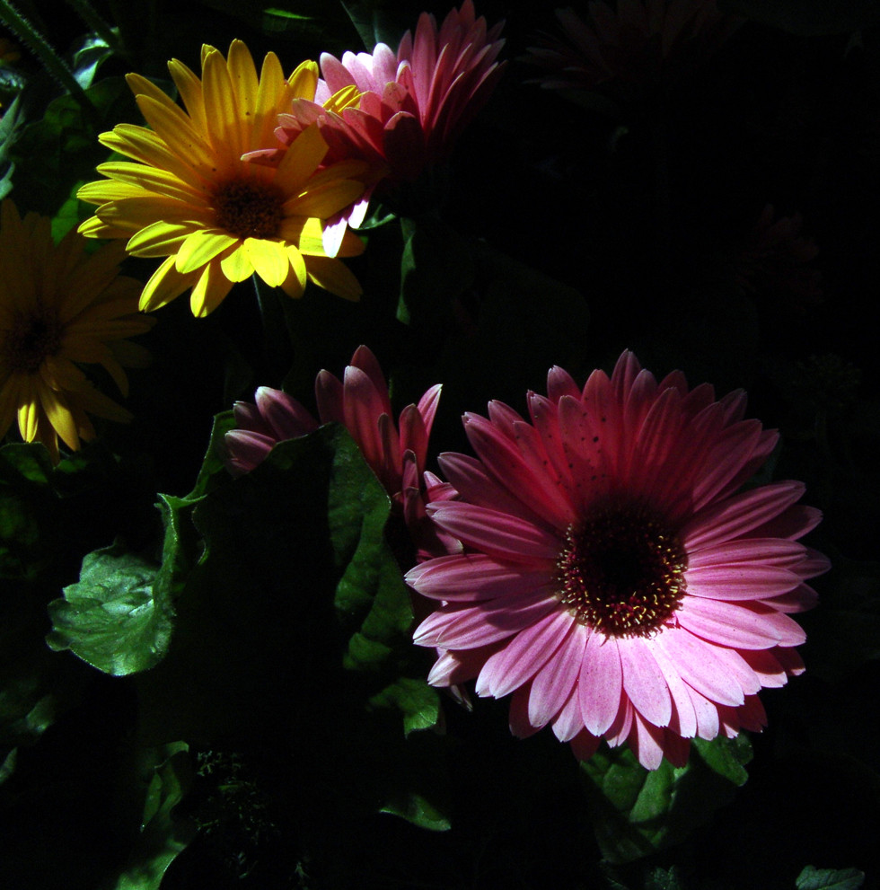 shy flowers