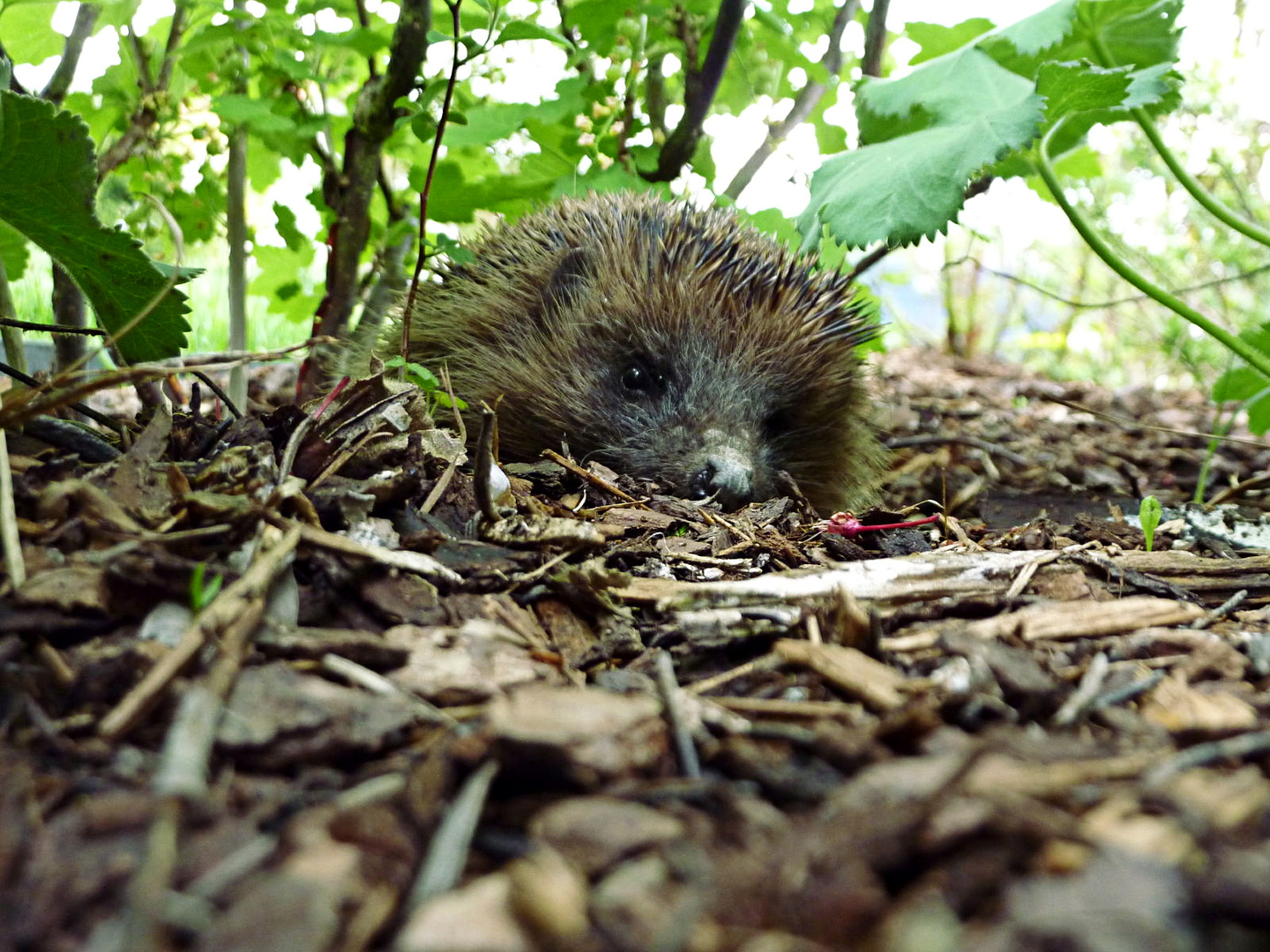 Shy Hedgehog