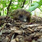 Shy Hedgehog