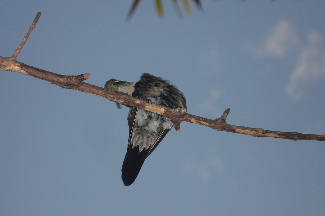 Shy Hummingbird