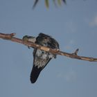 Shy Hummingbird