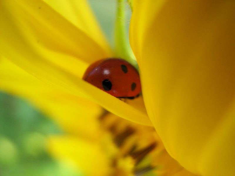 Shy Ladybird