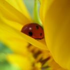 Shy Ladybird